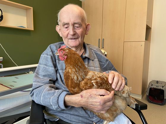 Ein älterer Mann streichelt ein Huhn auf seinem Schoß, 3 Jahre Diakonie Hospiz Woltersdorf, Nachrichten, Diakonie-Hospiz Woltersdorf Ein älterer Mann streichelt ein Huhn auf seinem Schoß, 3 Jahre Diakonie Hospiz Woltersdorf, Nachrichten, Diakonie-Hospiz Woltersdorf