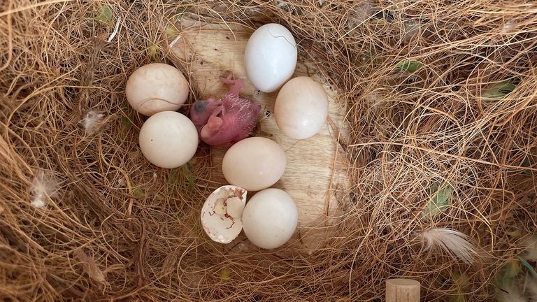 Seniorenzentrum Elstal - Havelland - Vogelnachwuchs in Tagespflege - Abbildung von Nest mit Eier und geschlüpftem Küken Seniorenzentrum Elstal - Havelland - Vogelnachwuchs in Tagespflege - Abbildung von Nest mit Eier und geschlüpftem Küken